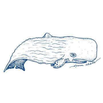 Big sperm whale - vector hand drawn illustration. Huge swimming aquatic mammal ink sketch