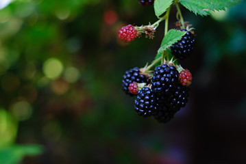 blackberries ripening and mature in a garden