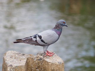 Rock pigeon