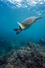 Fototapeta na wymiar Turtle Diving 