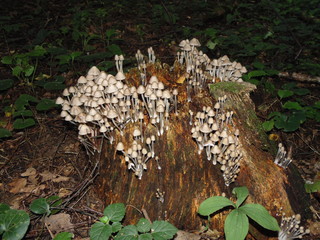 Грибной пень