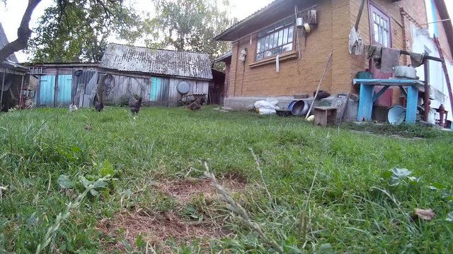 Chickens at the house yard. Ukraine, Podillya, Khmelnytskyi