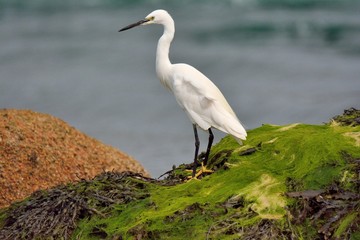 Une aigrette garzette pêche dans la mer en Bretagne