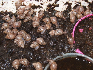 snails kids