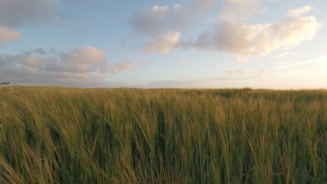 Wheat field forming waves in the wind in Cornwall, England