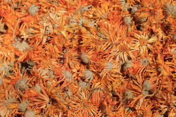 dry calendula photo, calendula flower, medicine herb, calendula background, organic plant