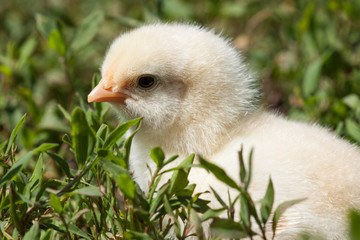 Chick