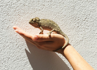 Camaleón en la mano