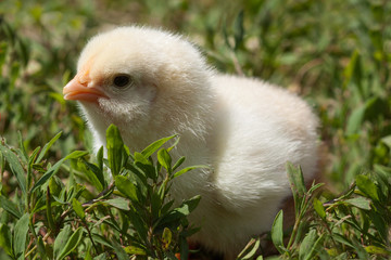 Chick