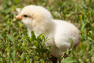 Chick