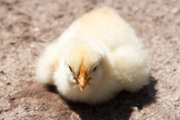 Chick