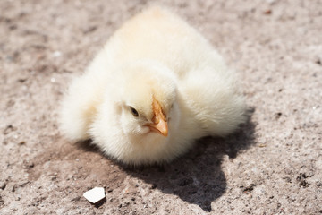 Chick