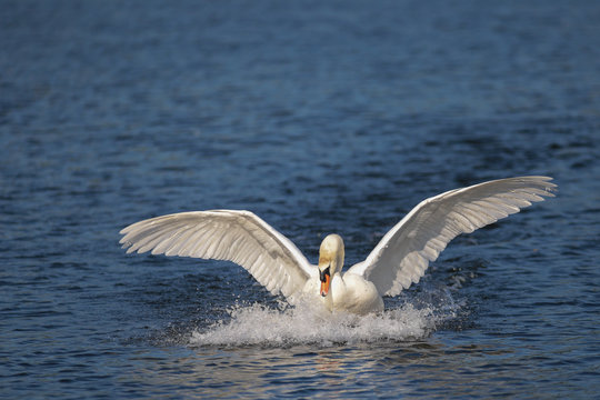 Landender H&ouml;ckerschwan
