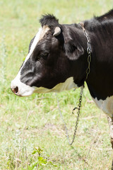 Obraz na płótnie Canvas Black and white cow in the pasture.