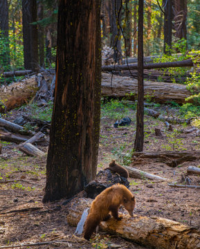 Adult Black Bear And A Cub Yosemite National Park California