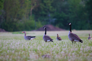 Kanadagans und Nilgans auf Feld am Morgen