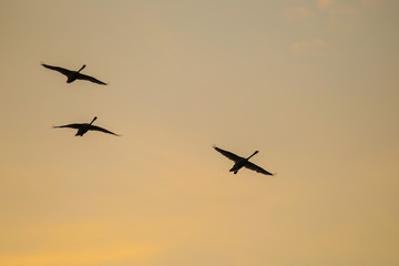 Höckerschwäne bei Sonnenaufgang