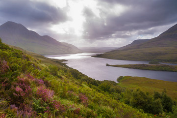 Scottish highlands lake view with heather in bloom