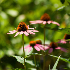 beautiful flowers in the garden