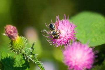 image of beautiful flowers in the garden