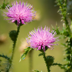 beautiful flowers in the garden