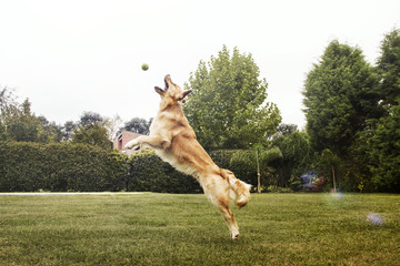 Side view of golden retriever playing with ball on grassy field