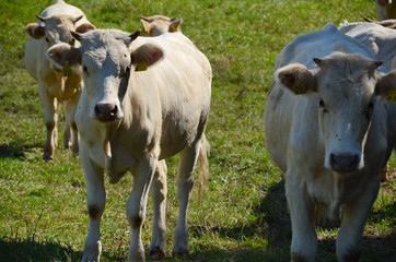 Cows on pasture © Artur Henryk