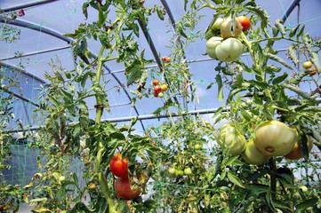 tomates sous serre agricole