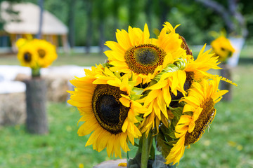 the scenery of sunflower