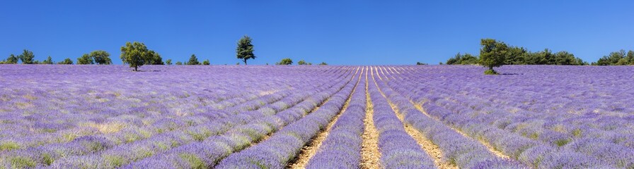 panorama with blue sky and lavender field in France
