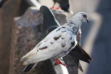 dove sitting on the railing