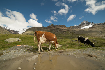 mucche al pascolo