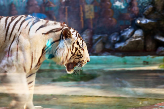 white tiger in zoo