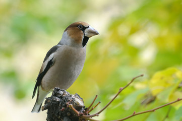 Perching hawfinch in autumn