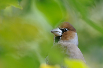 Obraz premium Portrait of Hawfinch in autumn leaves