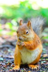 Squirrel eating a nut closeup