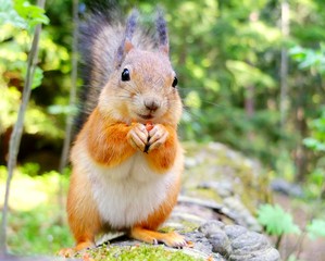 Squirrel eating a nut closeup