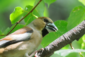Portrait of Hawfinch among green leaves