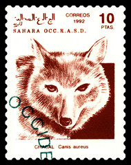 Postage stamp. Golden jackal.