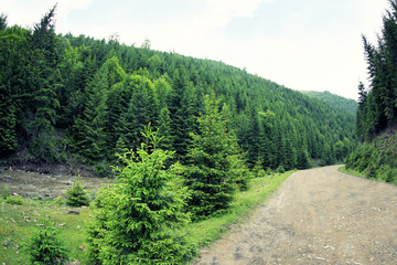 Fototapeta premium Road in mountain forest