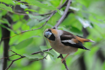 Portrait of Hawfinch among green leaves