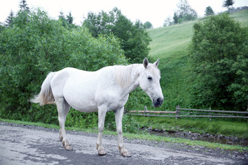 Beautiful horse on the mountain road