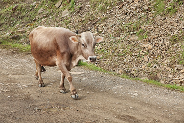 Cow on mountain road