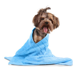 Funny little dog in towel isolated on white