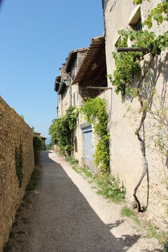 Fototapeta Pied de vigne dans une ruelle à Mirmande