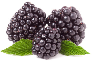 three blackberry with leaf isolated on a white background closeup