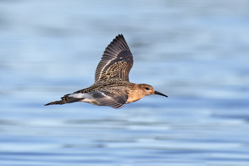 Ruff (Philomachus pugnax)
