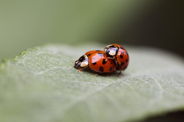 Close up of ladybugs mating on leaf