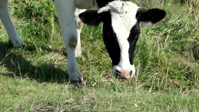 Black and White Cow Eating Grass on Field