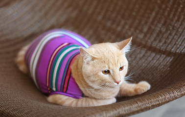 Fototapeta na wymiar Funny cat in clothes on wicker chair
